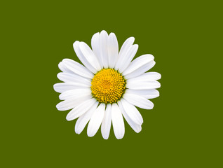 chamomile close-up isolated on dark green background