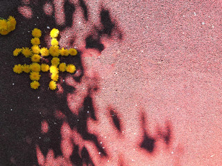 hashtag of dandelions, concept web trend networ