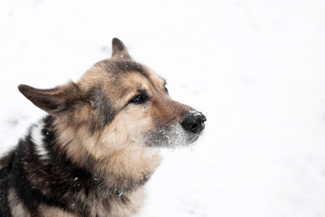 Portrait of brown and white short-haired mongrel dog with collar and address tag in a winter snowy park on a walk.