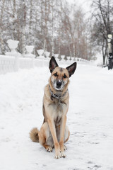 Brown and white short-haired mongrel dog is looking into the camera on a background of a winter snowy park.