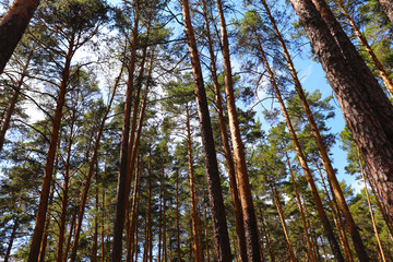 Fototapeta premium pine forest in the Urals