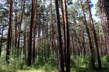 pine forest in the Urals