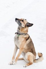 Brown and white short-haired mongrel dog on a background of a winter snowy park.