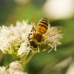Bee looking for pollen