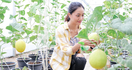 Woman farmer check melon quality in greenhouse