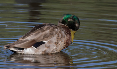 male mallard at presque isle Erie Pennsylvania 