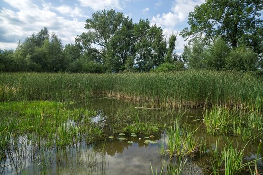 Biotope, reed pond, Benediktbeurer moor, bog, Benediktbeuern, Upper Bavaria, Bavaria, Germany, Europe