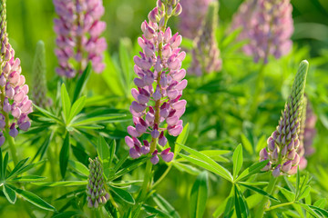 Lupinus, lupin, lupine field with pink purple and blue flowers. Bunch of lupines summer flower background