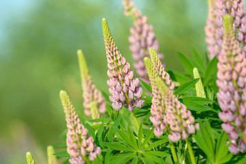 Lupinus, lupin, lupine field with pink purple and blue flowers. Bunch of lupines summer flower background