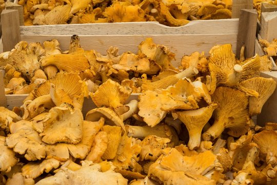 Chanterelles (Cantharellus cibarius), Viktualienmarkt, Munich, Bavaria, Germany, Europe