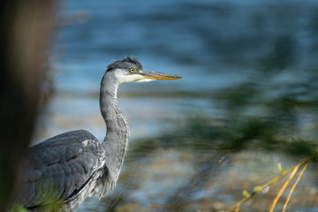 A grey heron standing near a pond