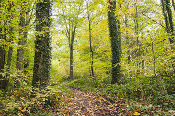 Autumnal colors in the Sonian Forest