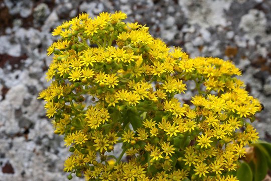 Stonecrop with yellow flowers, Crassula plant (Aeonium vestitum), Gran Canaria, Canary Islands, Spain, Europe