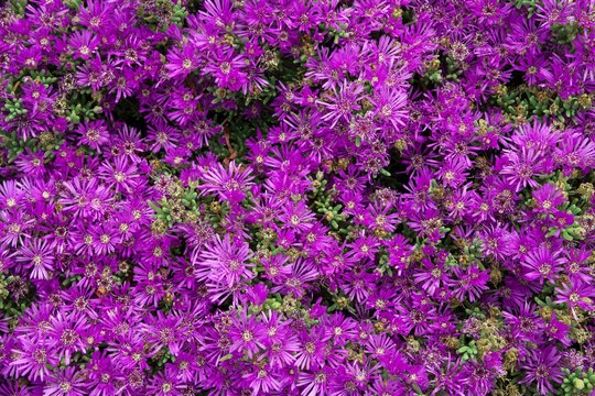 Trailing Iceplant (Delosperma cooperi), botanical gardens Jardin Canario, Tafira, Gran Canaria, Canary Islands, Spain, Europe
