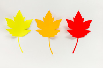 maple leaves of paper on a white background