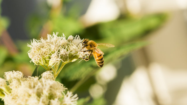 Bee looking for pollen