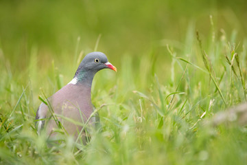 Wood pigeon (Columba palumbus) walking on meadow with blurred green background