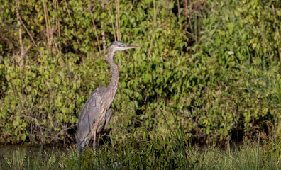 Fototapeta premium great blue heron