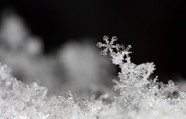 natural snowflakes on snow. the picture is made at a temperature of-10 C 