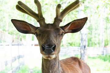 Portrait of a deer with horns. deer portrait