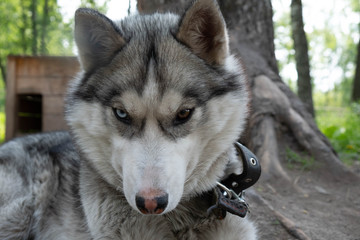 Dog breed husky on the chain. Husky summer