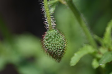 Kugelige Blütenknospe - Mohn (Papaver)