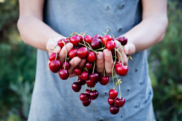 man with freshly collected cherries in his hands. - obrazy, fototapety, plakaty