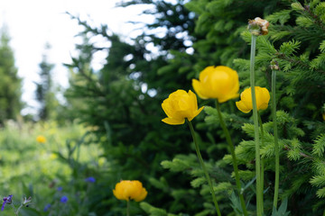 Yellow flowers in the forest around the green. Wild yellow flowers