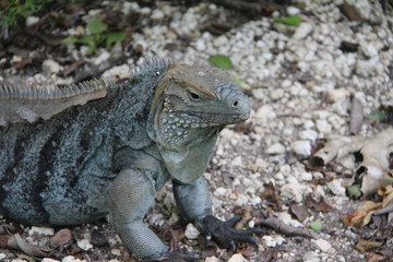 tropical island grand cayman beach summer