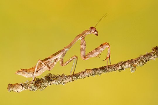 Cryptic mantis (Sibylla pretiosa), East Africa, captive