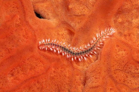 Bearded fireworm (Hermodice caruncalata) on Encrusting orange sponge (Spirastrella cunctratrix), Corfu, Ionian Islands, Greece, Europe