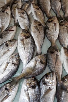 Red porgy (Pagrus Pagrus) at the fish market, Corfu Town, Unesco World Heritage Site, Corfu or Kerkyra island, Ionian Islands, Greece, Europe