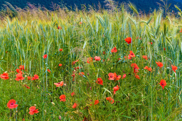 Fototapeta premium Klatschmohnblüten im Roggenfeld
