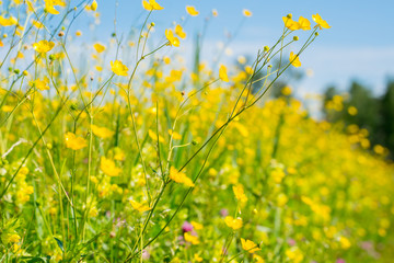 Fragment of a blooming wild field