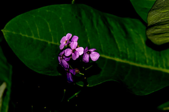 purple pink phlox flower on dark green back ground 