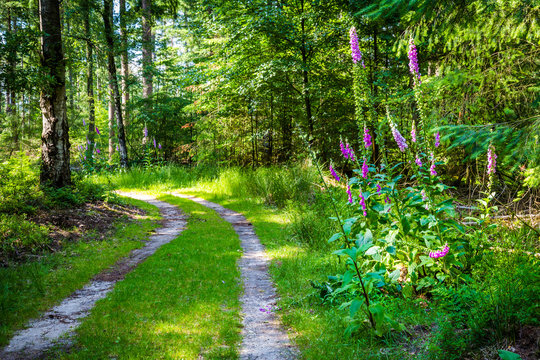 Landscape colorful sunny forest with trail, trees, plants and blooming foxgloves