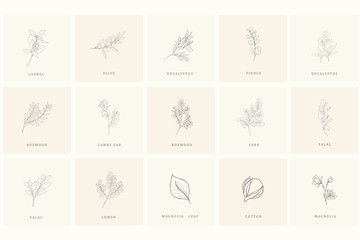 Set of floral design elements for logo.