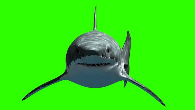 Great White Shark Megalodon Slowly Swims to the Camera on a Green Background. Beautiful 3d Animation with a Light and Depth Passes. 4K
