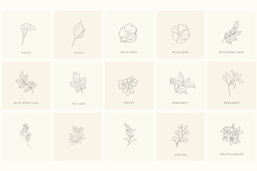 Set of floral design elements for logo. - obrazy, fototapety, plakaty
