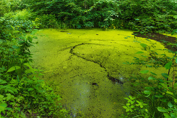 Feuchtbiotop im Wald