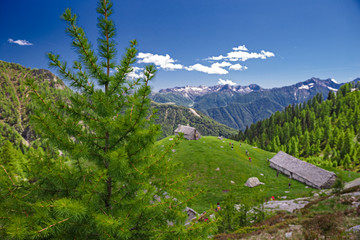 Some hikers near a panoramic mountain pasture in the Alps of Piedmont, Italy.