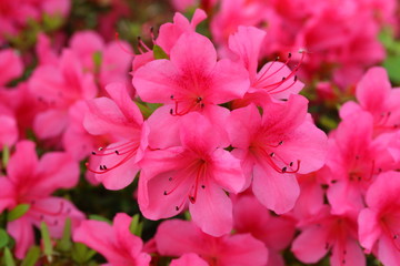 Fototapeta premium つつじ