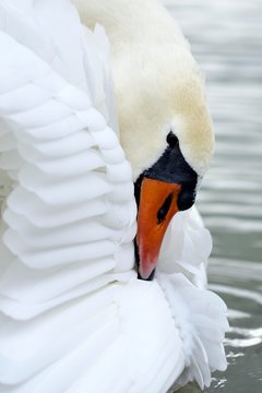 Mute swan (Cygnus olor), preening, Zug, Switzerland, Europe