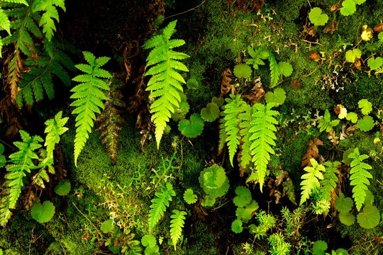 Rock wall with ferns (Polypodiopsida, Filicopsida) growing on it, Rabacal, Madeira, Portugal, Europe