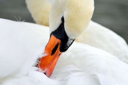 Mute swan (Cygnus olor), preening, Zug, Switzerland, Europe