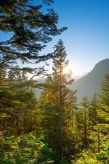 Fototapeta na wymiar Mount Rainier National Park, Washington State, USA