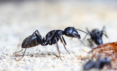 big forest ants in a native habitat