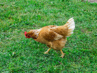 A bright live red chicken walks through the grass.