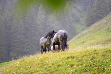 Regen auf der Pferdeweide. 2 graue Kaltbluthengste stehen im Regen auf einem Hügel