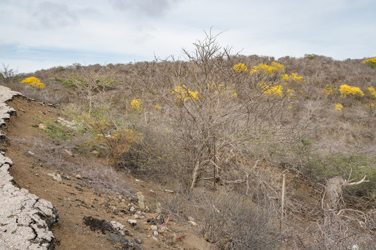 Yellow Kibrahacha (Tabebuia Billbergii)  trees.on the Caribbean island of Curacao